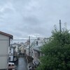 きなこ、雨間に歩く