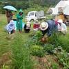 【受講生限定ブログ】※一部公開　自然菜園スクール【安曇野校】『自然菜園実践コース』5/24（土）午前：自然菜園講座④夏野菜の一生 夏野菜の定植（その１）、エダマメ・インゲンの種まき 午後：ジャガ＆ネギの土寄せ