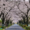 桜隧道