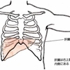 自分の肝臓って意識したことありますか？