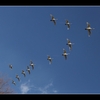 安曇野　2月 立春　白鳥は