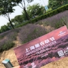 【上海観光】4～6月の上海おすすめスポット！お花畑でインス映え～！