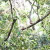 Rufous Flycatcher-thrush サビイロヒタキ