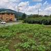 ひまわり🌻畑除草２R終了