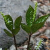 「下仁田葱」の苗を植えました。