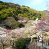 熱海梅園　梅まつり