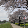 4月7日 日曜日 朝の花見