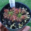 Drosera neocaledonica x aliciae