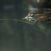 ナゴヤダルマガエル Pelophylax porosus brevipodus