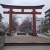 雨の中・鎌倉の桜・散策