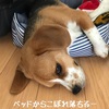 白い花