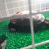 クサガメ🐢ポコの飼育日記🐢51