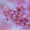 早咲きの桜