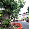 鹿児島の荒田八幡宮、大隅正八幡宮領荒田荘の鎮守
