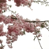 名古屋でまだ桜の咲くところ(名古屋・守山区)