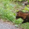 野生動物との遭遇