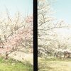 いつかの風景　桜