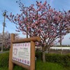 桜ネックレス＠稲沢市平和町をソメイヨシノ開花時を狙って再訪した