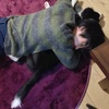 犬まくら と 人間ふとん