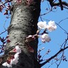 寒の戻り、再びの再び、桜は開花してるのに