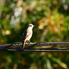 平山城址公園で野鳥撮影