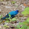 ベリーズ　アルツンハ遺跡の Indigo Bunting （インディゴ　バンティング）