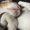 ウトウト：ねこ：保護猫日記。3歳4ヵ月（181週）