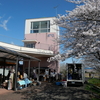 【岐阜市】『道の駅 柳津』のモーニング。「要桜」も見頃。