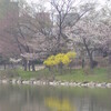 札幌の桜、躑躅（？）、梅などの・・・便りデス。(^^♪