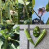 庭で夏野菜 70　【オクラ、ピーマン】