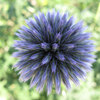 Art Form in Nature：Globe thistle