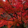 モミジ：紅葉