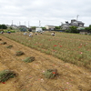 神原町花の会(花美原会)( 200)    協同活動によるポビ－花畑の整理