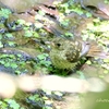 独り立ちしたキビタキ幼鳥さん