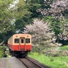 【鉄道】小湊鉄道・飯給駅でサクラと菜の花と電車を撮る。