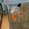 気温が上がる前に早めの水換え