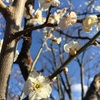 羽根木公園ランニング〜世田谷梅まつりと植木市でクロッカス〜