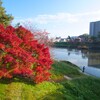 岡崎でお散歩紅葉写真