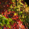 公園で定例撮影（40-150mm F2.8 PRO復活記念一本勝負）