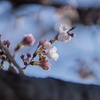 sakura・2019・・02