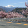 信州･高遠の桜