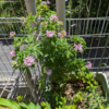 蚊連草の花