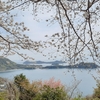 ４月１１日花見の木曜日