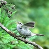 6月23日の鳥さんたち(^^♪⇒オオルリ・イカル・ウグイス・・・