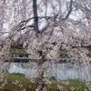 満開の柳瀬川桜