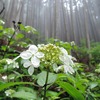 雨の鳴神山