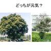 樹木医的？クイズ　葉っぱは大事だよ