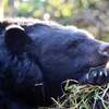 クマさんたちの日曜日