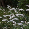 秋の草花（つくば植物園2020）