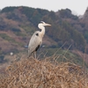 2024年初散策・今日出会った野鳥＆風景・麻機遊水地の1月